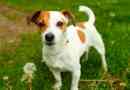 Jack russell terijer